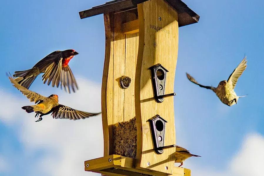 Öppna matare med brickor eller sittpinnar kommer att locka en anständig mängd fåglar