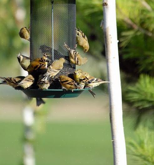 Att erbjuda en mängd näringsrika livsmedel är det bästa sättet att locka matande fåglar under alla årstider