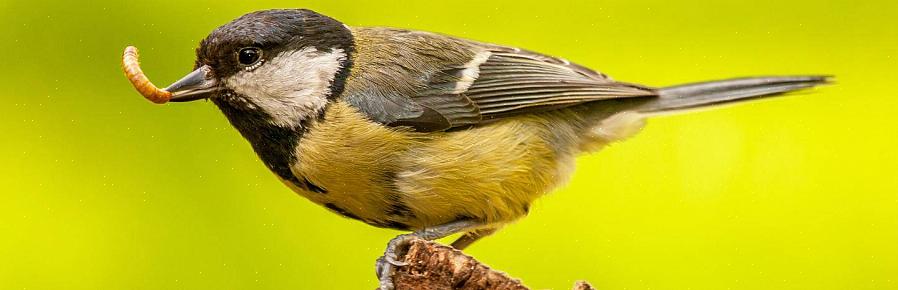 De olika typerna av mat som fåglar äter naturligt inkluderar