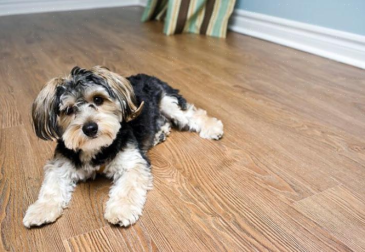 Mattor är till exempel ett svårt golvmaterial för hem med många husdjur
