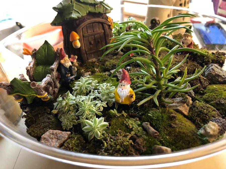 Du kan göra ett terrarium på mindre än en timme med mycket få material