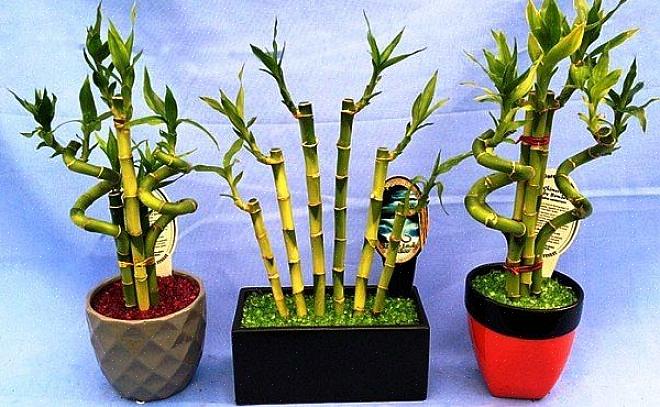 Mest lyckliga bambuarrangemang har bambustjälkar som växer i en dekorativ kruka med vatten eller planteras