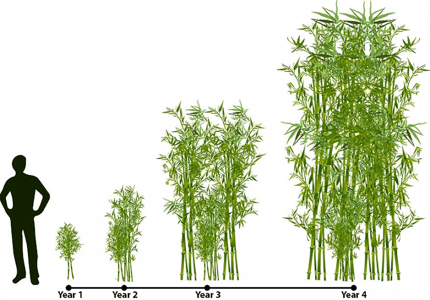Bambuväxter kan väcka ditt intresse även om du inte planerar att odla bambuväxter