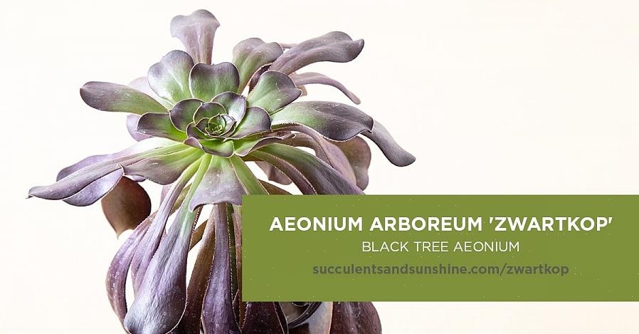 Vissa Aeonium-sorter växer lågt