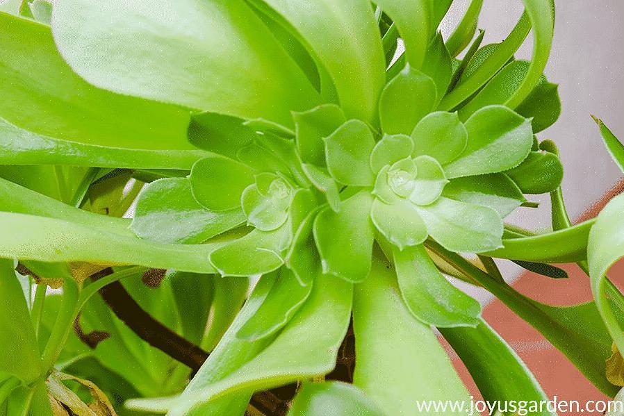 Som med de flesta suckulenter växer Aeonium-växter bäst i full sol till delvis skugga