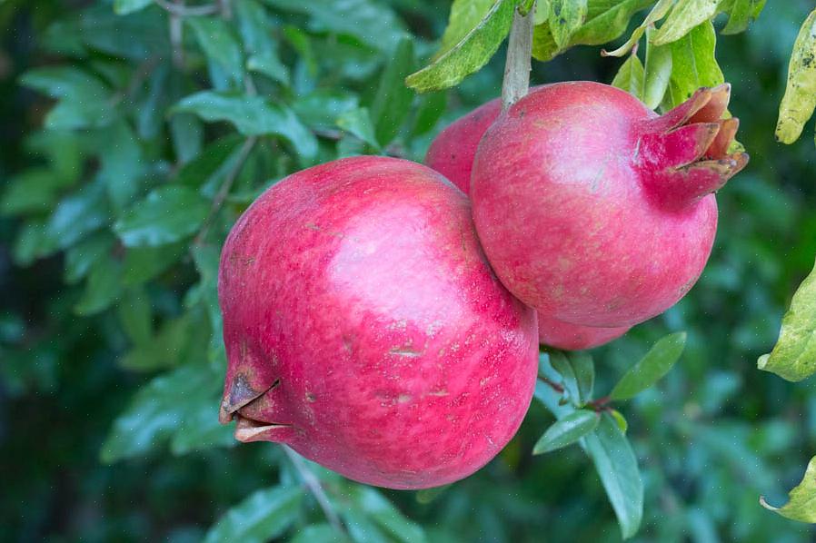 Enligt de sällsynta fruktodlarna i Kalifornien (CRFG)