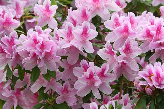 Alla azaleor tillhör Rhododendron-släktet