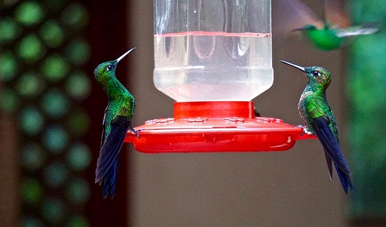 Har kolibrier fortfarande andra matare att besöka
