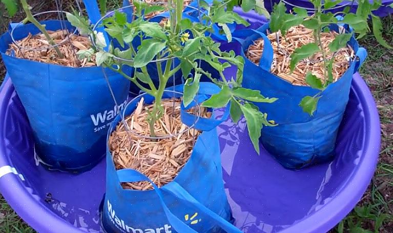 En informell trädgårdsplanter gjord av en stel barnpool för plast är väldigt billig