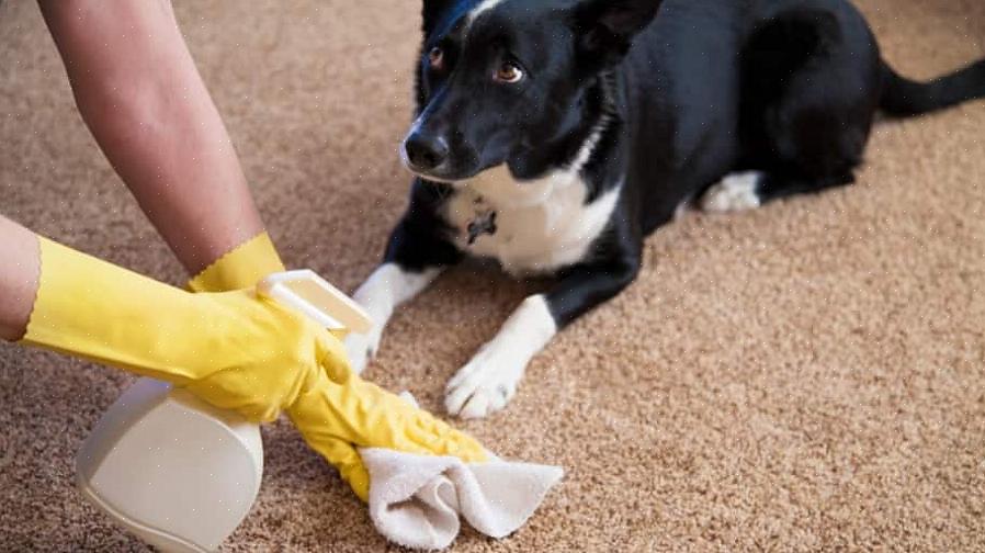 Hur man tar bort husdjurfläckar från mattan