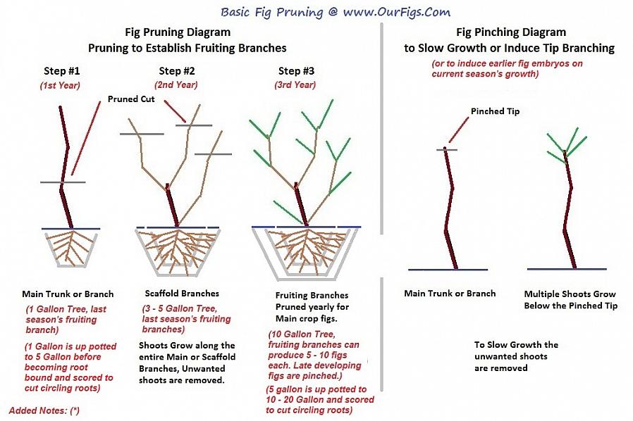 Men utöver detta finns det specifika beskärningsinstruktioner att följa för växande fikonträd