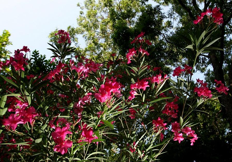 Oleander (Nerium oleander) är en doftande blommande vintergrön buske eller ett litet träd som blommar