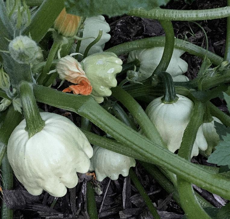 Med en handfull zucchini-växter kommer att belöna dig med en stadig tillförsel av squash för att äta