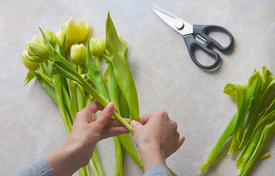 Även om du inte odlar dina egna tulpaner kan du fortfarande uppleva deras förvrängningar som snittblommor