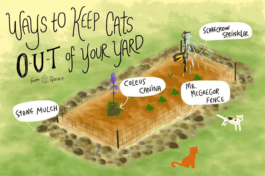 Katter kan avrådas från att gräva i dina trädgårdssängar eller fitta runt din fastighet genom att använda