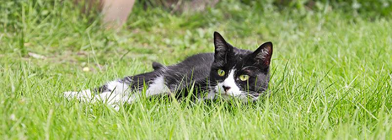 Om din trädgård eller din trädgård har lukt som känner av katter