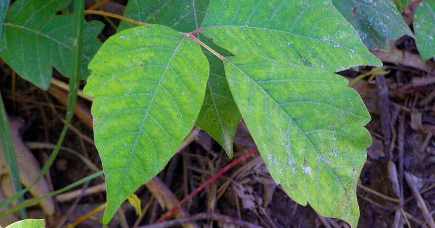 Poison Ivy växter växer också bär