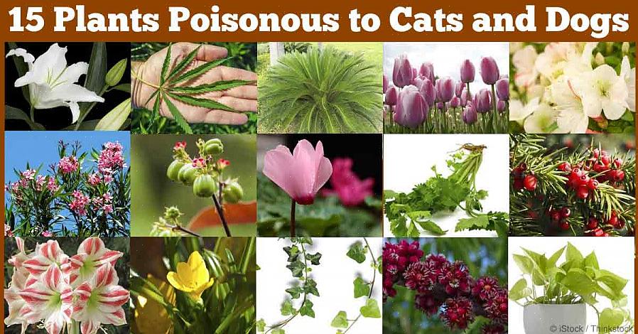 Den giftiga naturen hos några av växterna som är giftiga för hundar kommer troligen inte att överraska