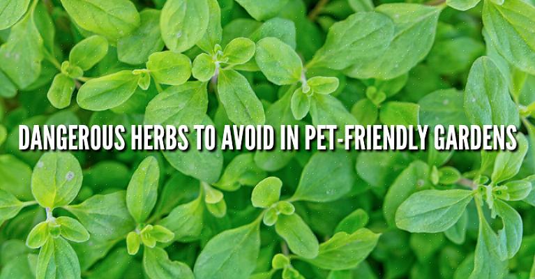 Följande lista över växter som är giftiga för hundar är inte en fullständig