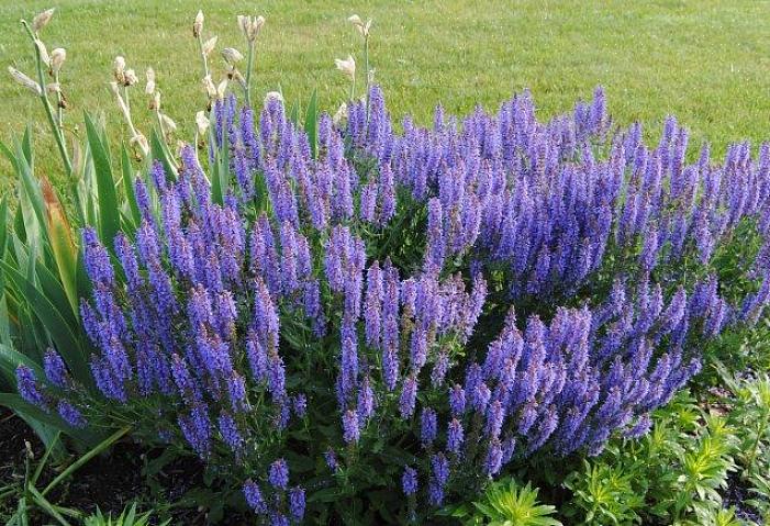 Du kommer att uppskatta Blue Hill salvia som en växt som på ett tillförlitligt sätt ger denna fridfulla färg