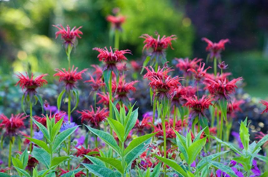 Röda bibalsamväxter är prisade för sina ljusa scharlakansröda blommor