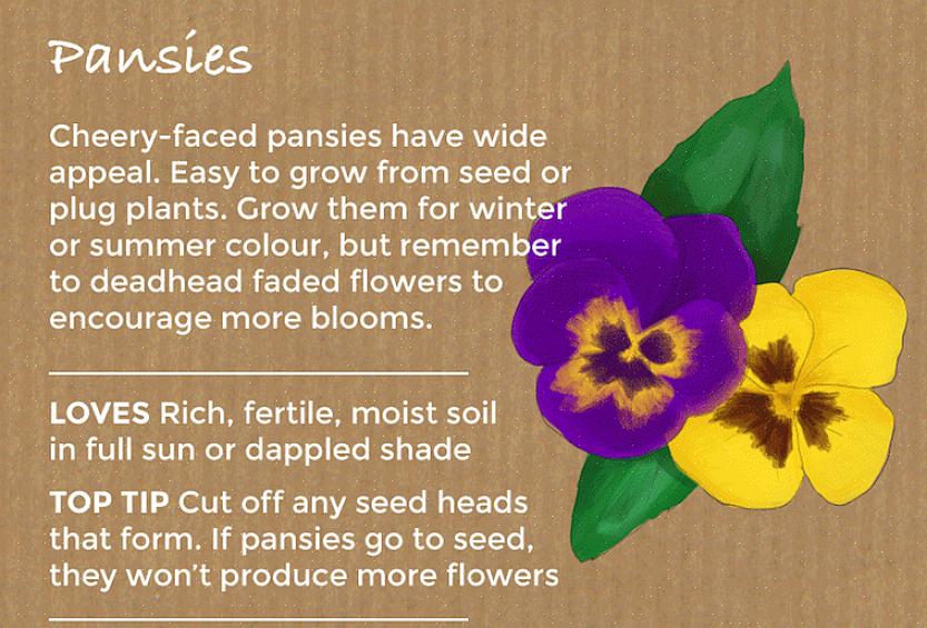 Samla de bruna frökapslarna i slutet av säsongen för att plantera i din trädgård nästa år