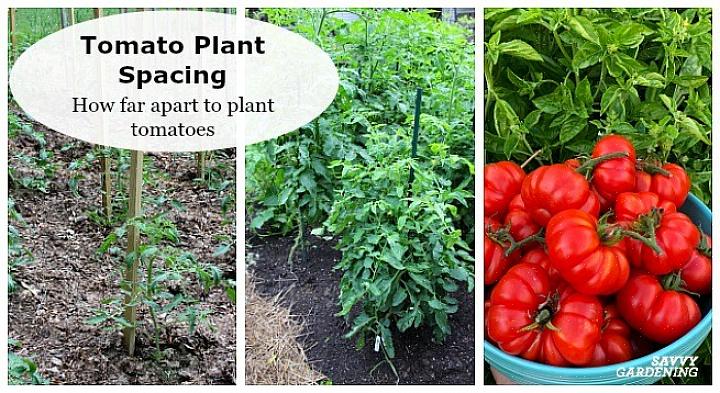 Det mest grundläggande sättet att plantera tomatplantan är att gräva ett tillräckligt djupt hål