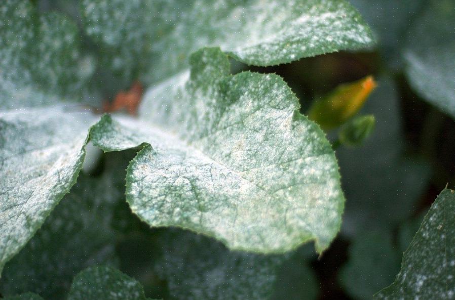 Sporer av pulveriserad mögel övervintrar på sjuka växtdelar