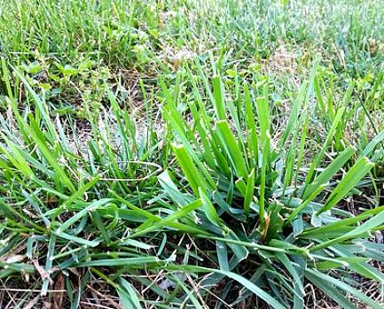 För att framgångsrikt döda crabgrass med före-växande herbicider är timing viktig