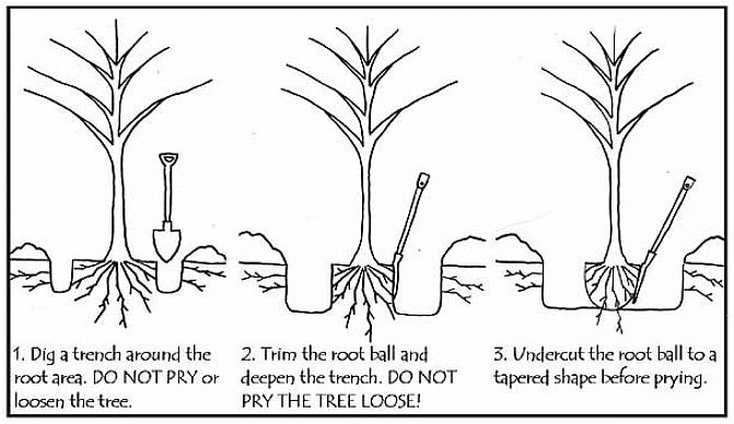 Djup (rötter plus jord) genom att göra lite utforskande grävning runt växten