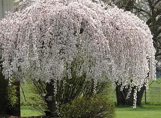 Gråtande körsbärsträd (Prunus spp.) Måste ingå i valfri lista över de bästa kaskadproverna