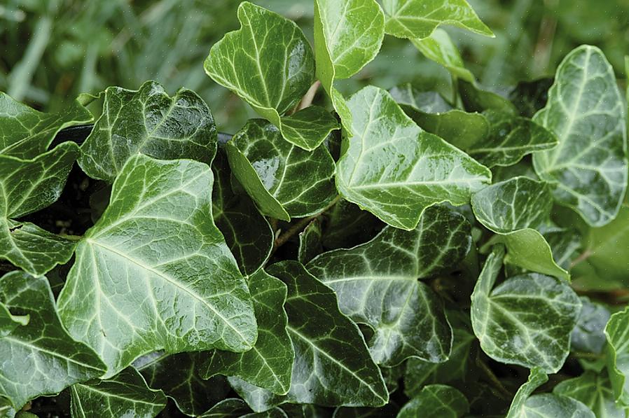Det faktum att engelska murgröna växter sprider sig snabbt betyder att de kan vara användbara som markskydd
