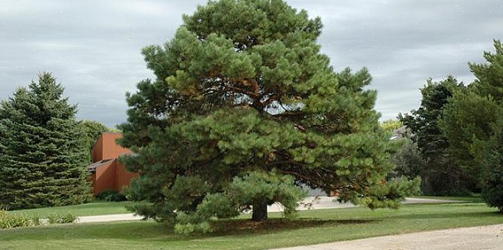 Växttaxonomi tilldelar detta japanska dvärgträd träd