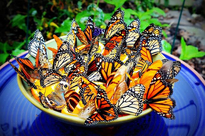 Fjärilar startar livet som ägg som läggs på växter