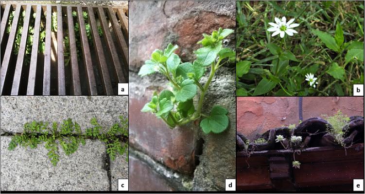 Exempel på inhemska växter för östra Nordeuropa som kan användas i skuggträdgårdar inkluderar