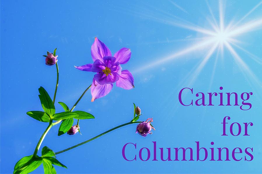 Columbine-växter (Aquilegia) har ett luftigt utseende