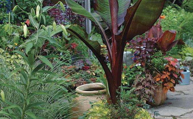 Ta med tropiska växter inomhus