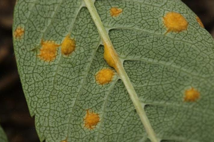 Det finns många arter av rostsvampsjukdomen som påverkar värdspecifika växter