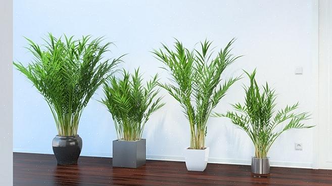 När de säljs som inomhusväxter är areca palmer typiskt kluster i små krukor