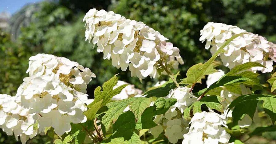 På sommaren blommar Snow Queen Oakleaf hortensia i kluster