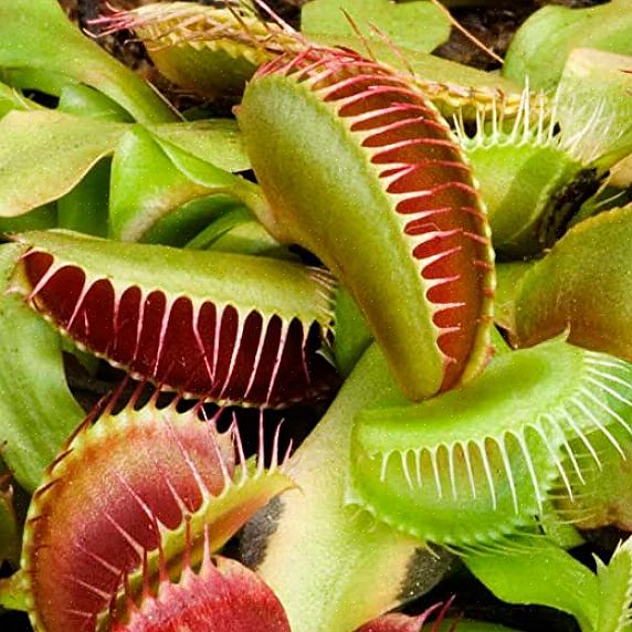 Du kan antingen blanda en själv eller leta efter Venus flytrap-krukväxtjord för att uppnå detta