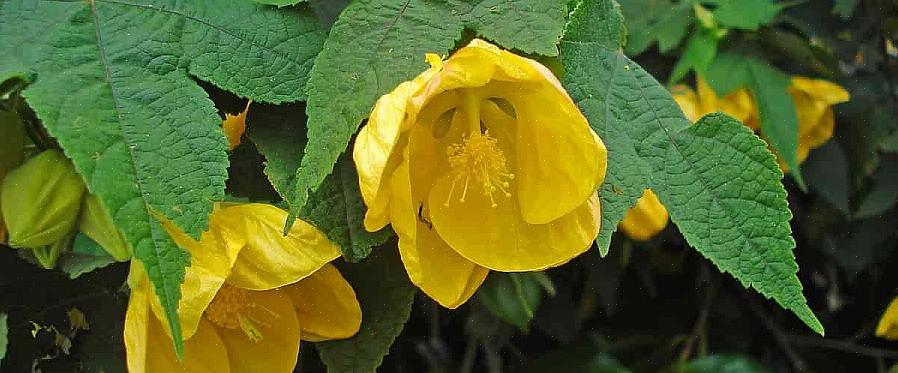 Det fullständiga vetenskapliga namnet på de Abutilon-växter som oftast odlas av nordlänningar är Abutilon