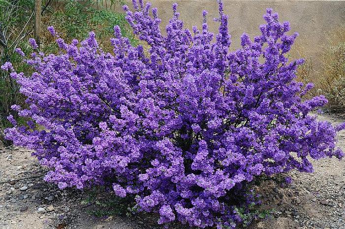 Purple Queen är ett exempel på en typ med lila blommor