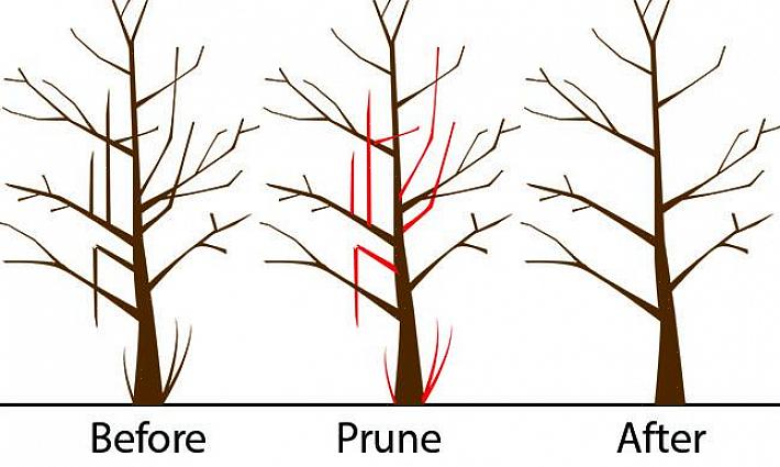 Persikoträd beskärs till en öppen "V" eller vasform