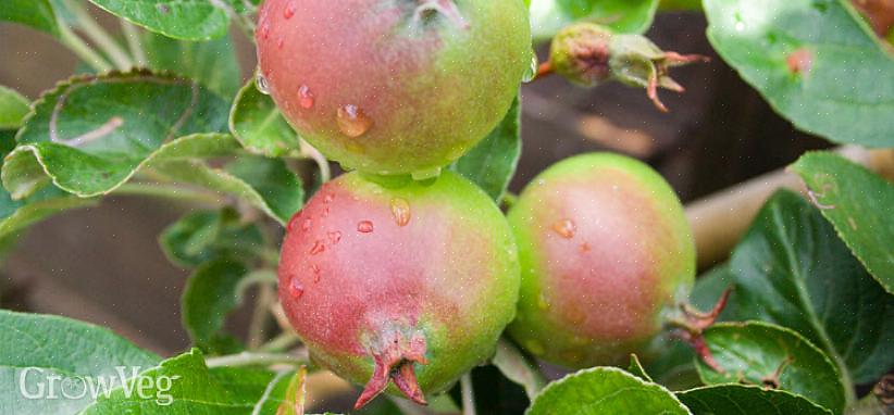 Fruktfall i juni - den naturliga tendensen för fruktträd att kasta omogen frukt efter blomning - skyddar