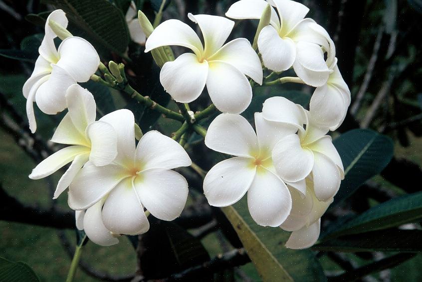 Den vita frangipanin (Plumeria alba) är ett lövträd som är infödd i tropiska områden