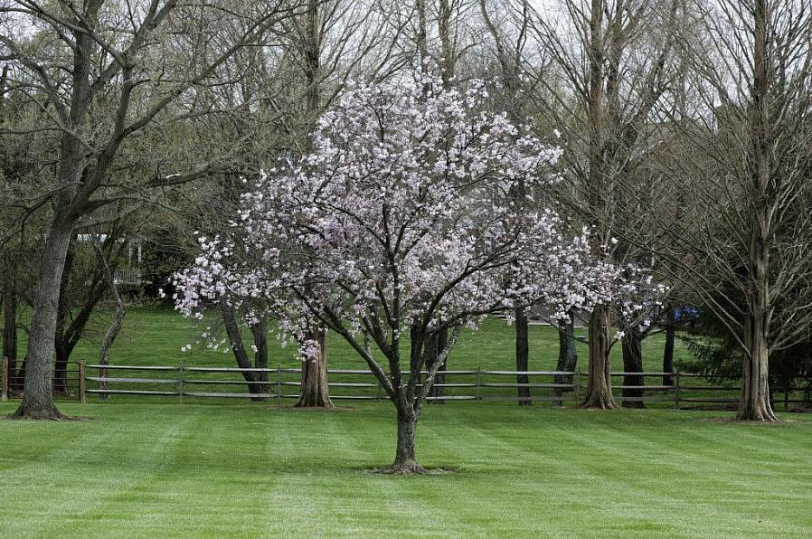 Metoderna för beskärning av magnolia skiljer sig något beroende på om ditt träd är en vintergröna