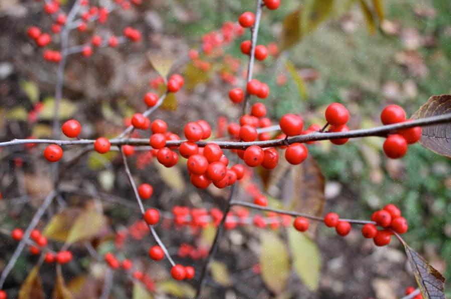 Winterberry (Ilex verticillata) är infödd i östra Kanada