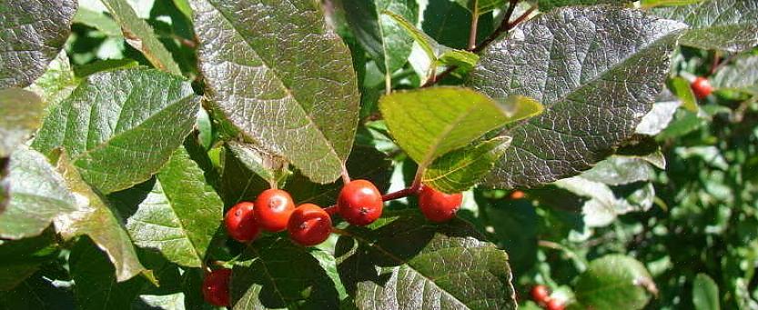 Winterberry är en dioecious växt