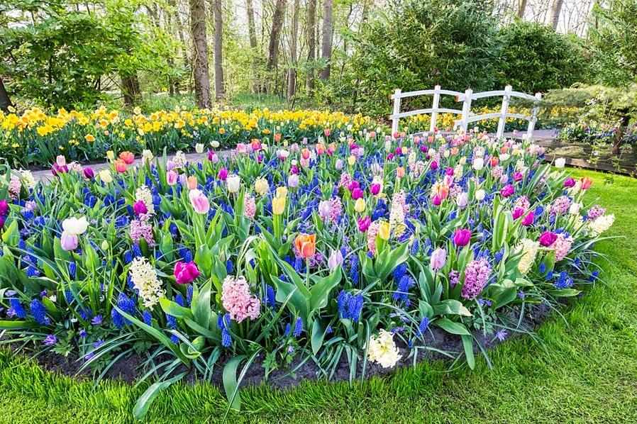 Gladiolus-växter producerar trumpetformade blommor som öppnas från botten till toppen på en svärdliknande